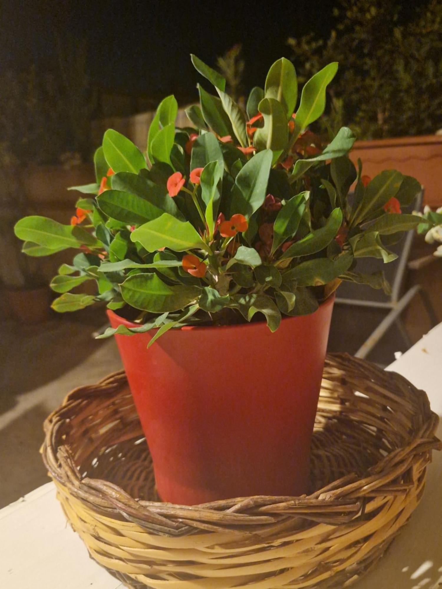 פקינו La Casa Di Melina - Home Book & Green Lovely Terrace מראה חיצוני תמונה