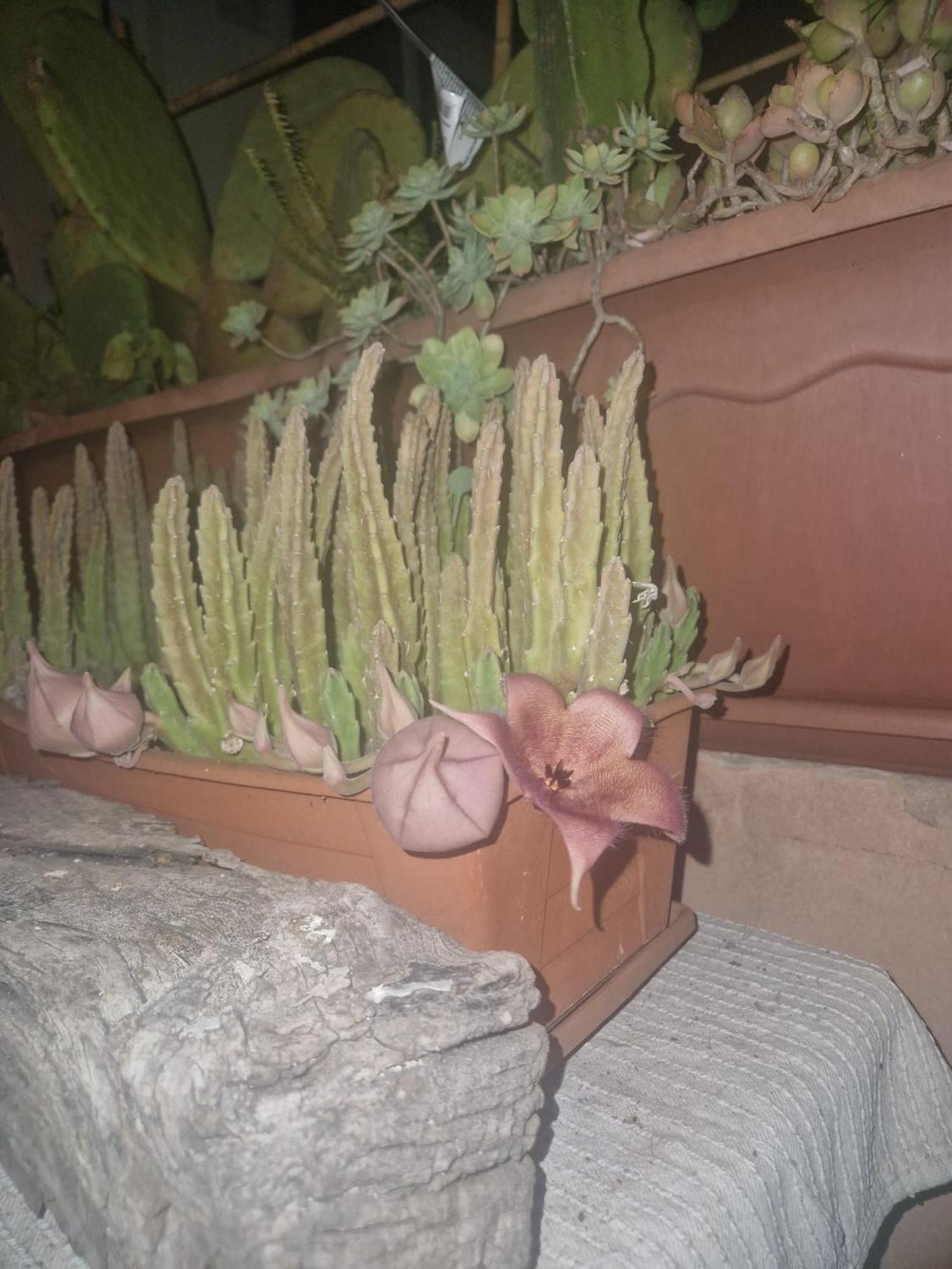 פקינו La Casa Di Melina - Home Book & Green Lovely Terrace מראה חיצוני תמונה